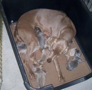 AKCWeimaranerPuppies